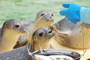 Seehundstation Norddeich Tourismus Service Norddeich